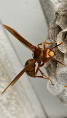 Polistes major
