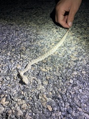 Crotalus cerastes laterorepens