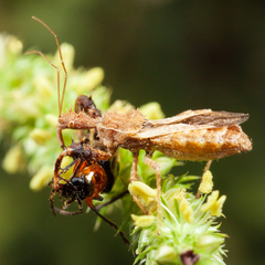 Paranapiacaba tricincta