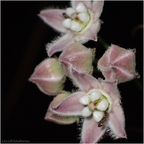 Hartweg's climbing milkweed