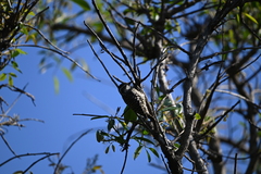 Dryobates mixtus