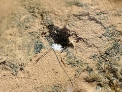Gerridae