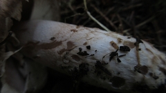 Agaricus sylvaticus