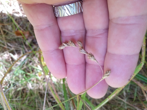 Image of Carex projecta by (c) Mike Zifkin, some rights reserved (CC BY)