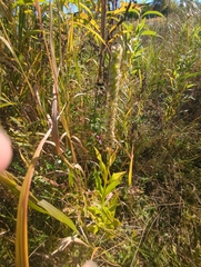 Physostegia virginiana
