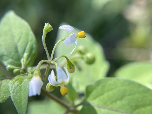 Solanum americanum