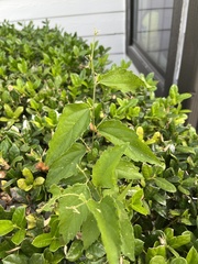 Celtis pallida