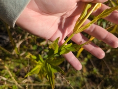 Physostegia virginiana