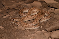 Arizona elegans eburnata