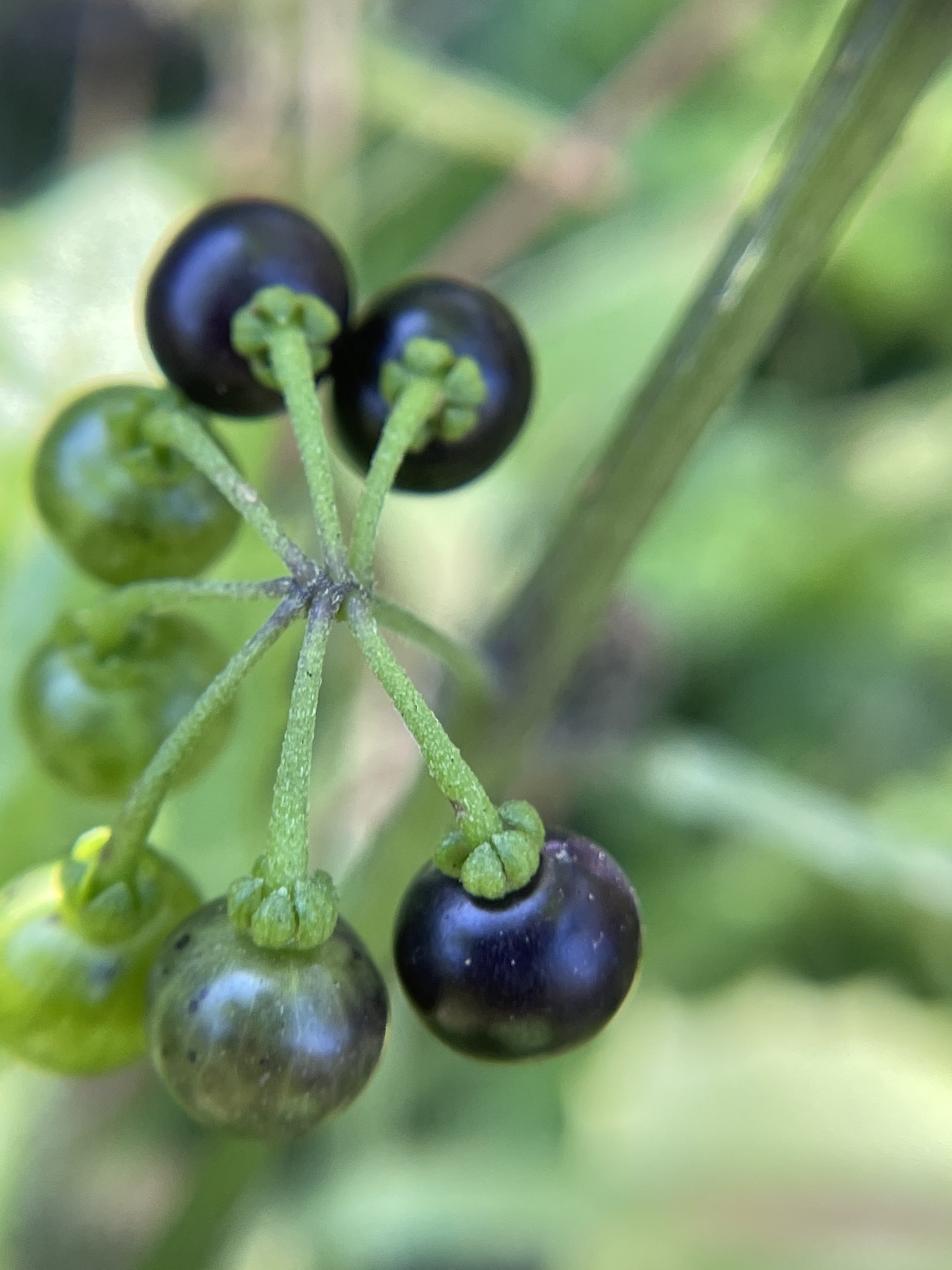 Maria-pretinha  Solanum americanum – Entre Plantas