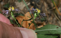Symphyotrichum anomalum