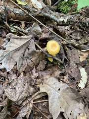Gloioxanthomyces nitidus