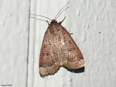 Abagrotis anchocelioides