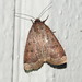 Blueberry Budworm Moth - Photo (c) Susan Elliott, some rights reserved (CC BY-NC), uploaded by Susan Elliott