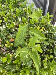 Celtis pallida