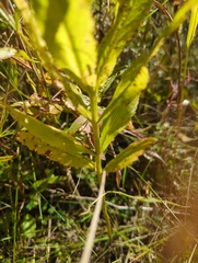 Physostegia virginiana