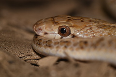 Arizona elegans eburnata