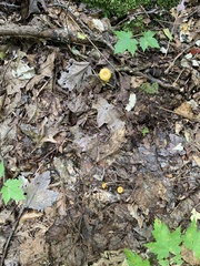 Gloioxanthomyces nitidus
