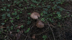Agaricus sylvaticus