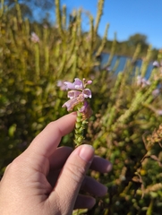 Physostegia virginiana