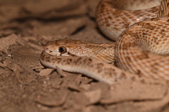 Arizona elegans eburnata