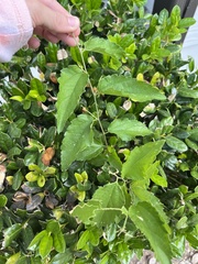 Celtis pallida
