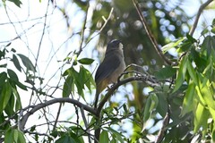 Saltator coerulescens