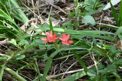 Freesia laxa