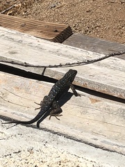 Sceloporus occidentalis