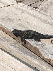 Sceloporus occidentalis