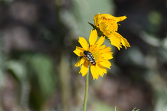 Acmaeodera disjuncta