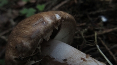 Agaricus sylvaticus