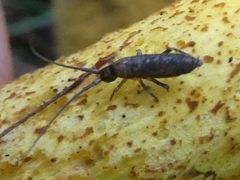 Pogonognathellus longicornis