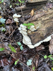 Trametes pubescens