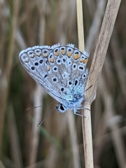 Polyommatus celina