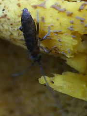 Pogonognathellus longicornis