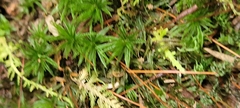 Atrichum altecristatum