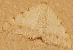 Digrammia pervolata