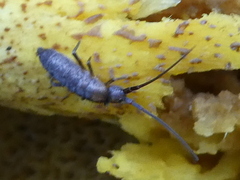 Pogonognathellus longicornis