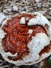 Ganoderma polychromum