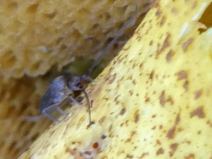 Pogonognathellus longicornis