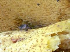 Pogonognathellus longicornis