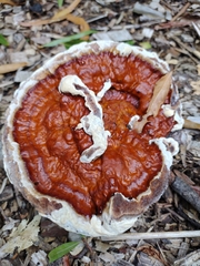 Ganoderma polychromum