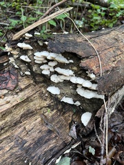 Trametes pubescens