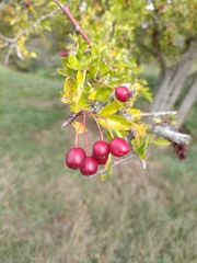 Crataegus monogyna