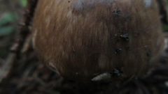 Agaricus sylvaticus