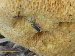 Pogonognathellus longicornis