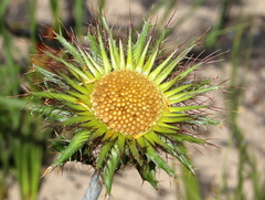 Berkheya barbata