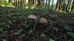 Agaricus sylvaticus
