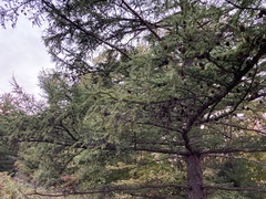 Larix decidua